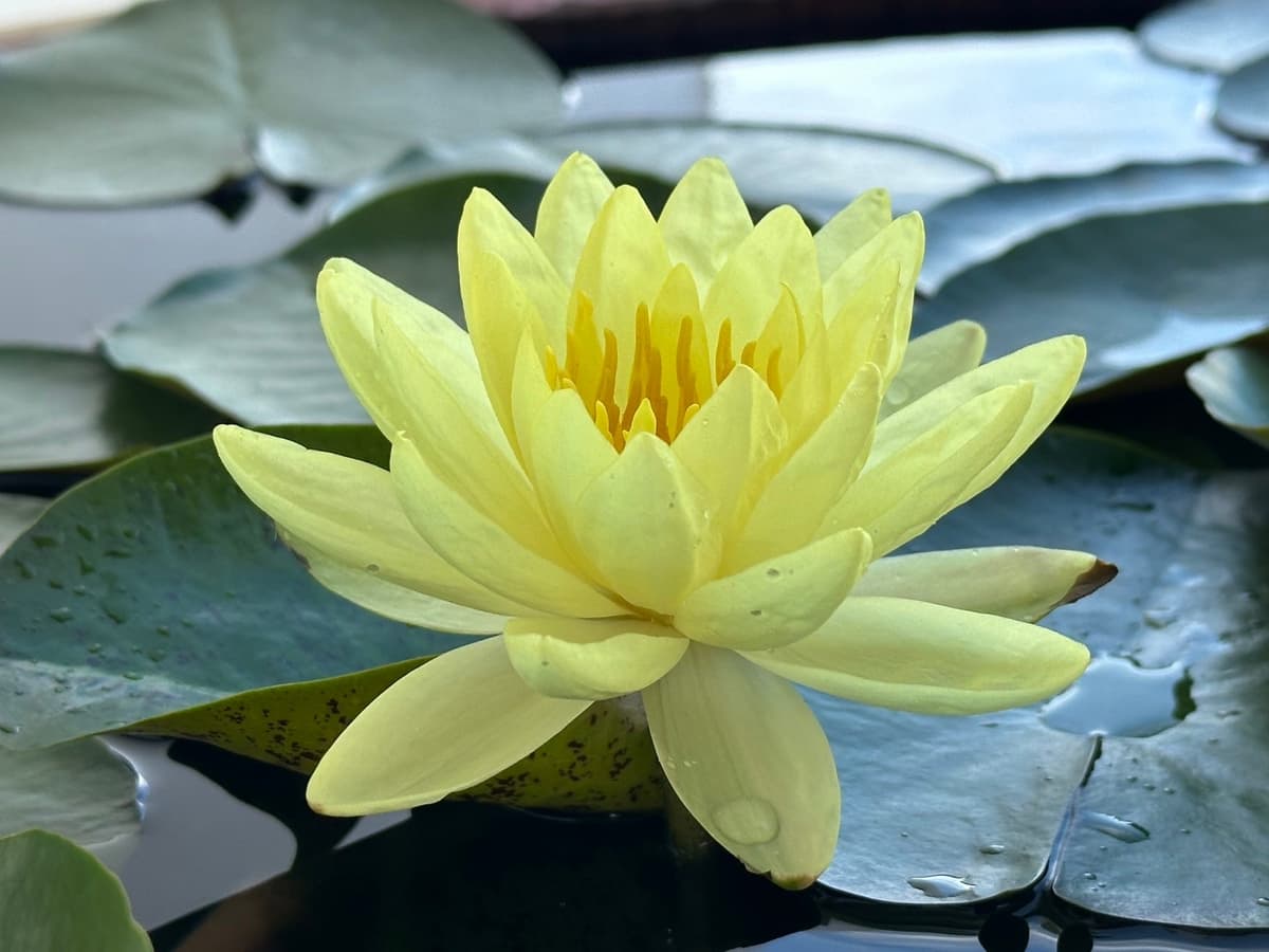 Beautiful Background